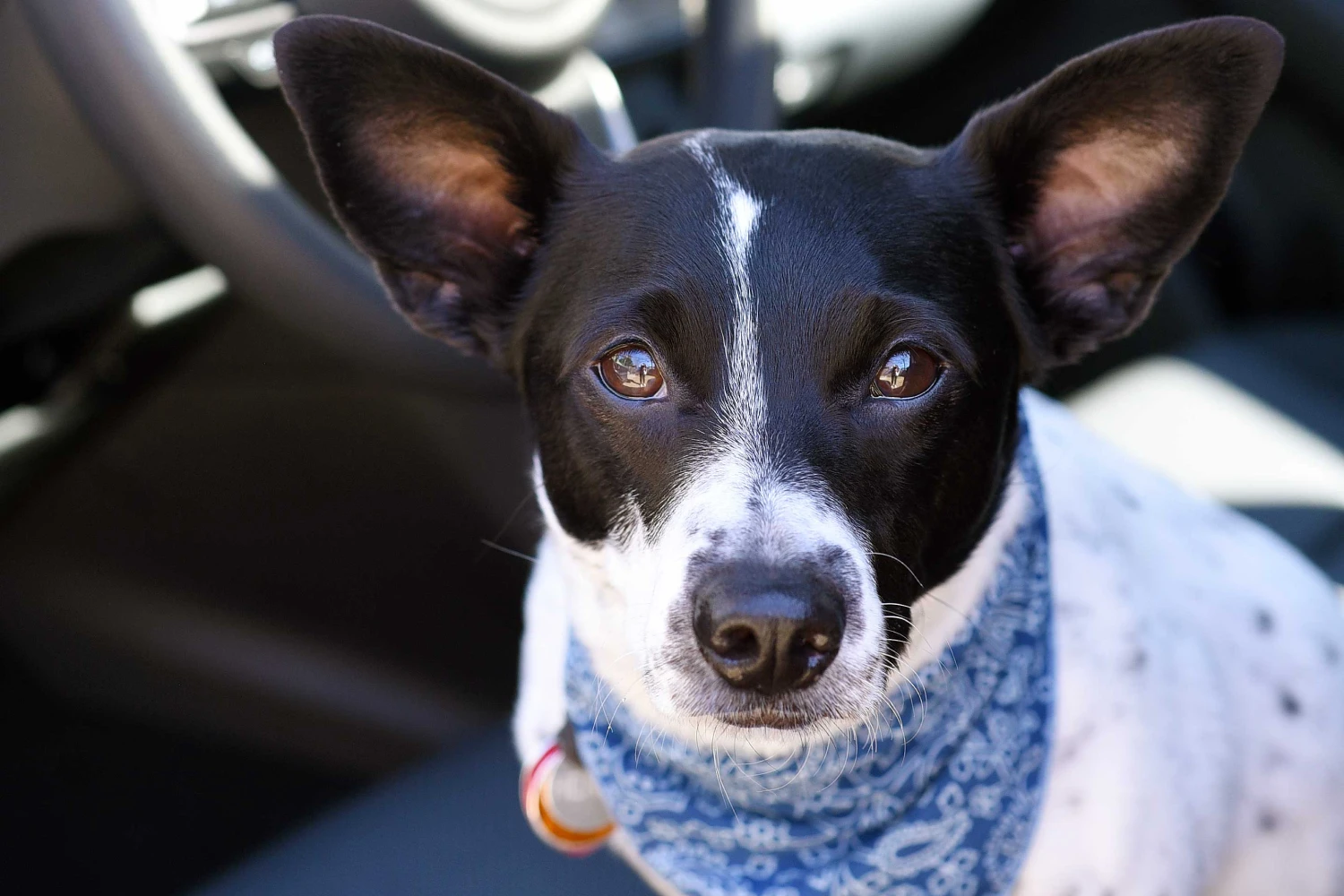Dog Carrier Purse for Teddy Roosevelt Terrier