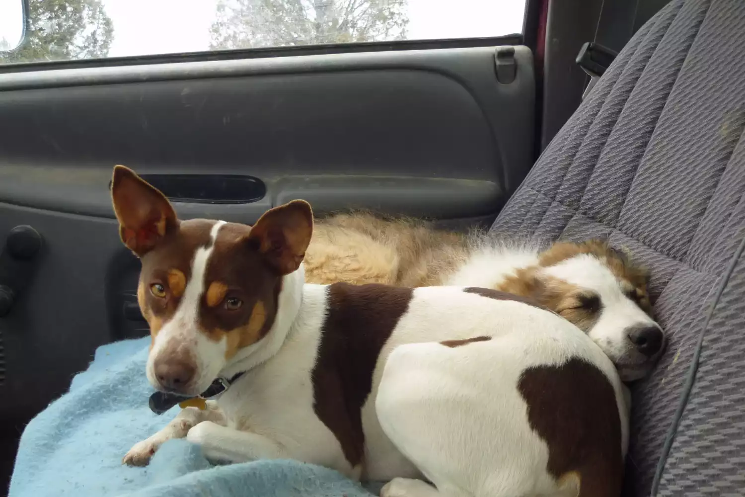 Dog Carrier Purse for Teddy Roosevelt Terrier